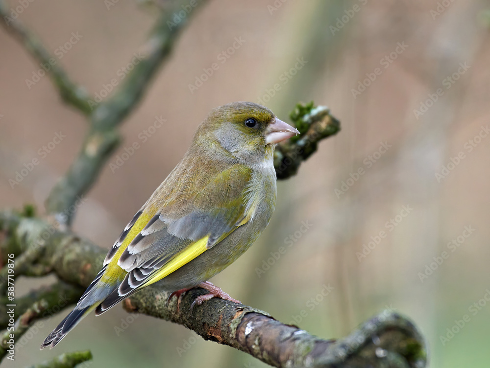 Fototapeta premium European greenfinch (Chloris chloris)