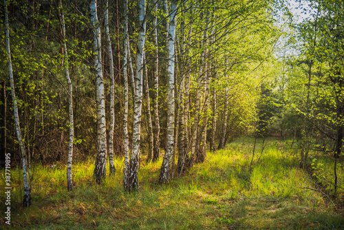 autumn young birch forest in the sunshine © RafalDlugosz