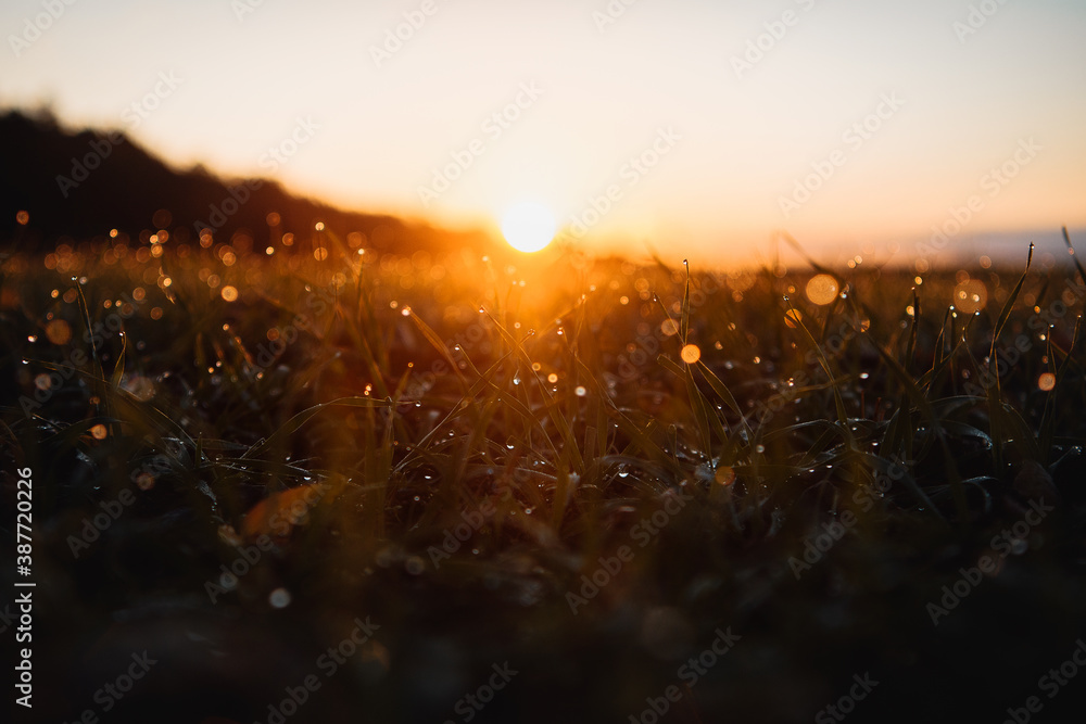 Beautiful close up macro view of a grass meadow with waterdrop details and orange morning sunrise light and blurry dreamy and magic background. Abstract wie of water drops. Harz National Park - obrazy, fototapety, plakaty 