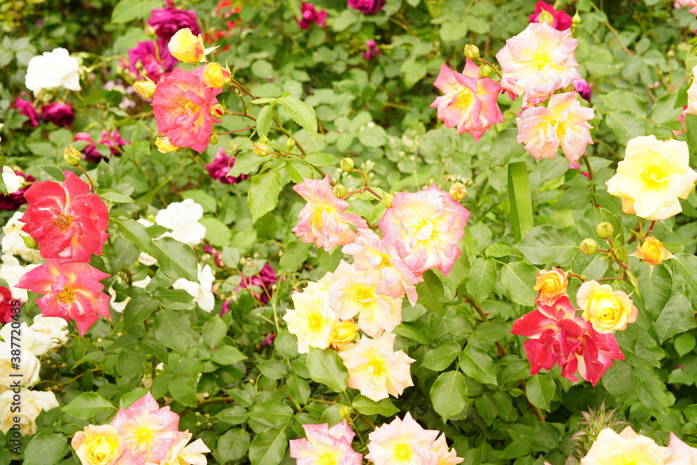 松島公園で咲き誇る花