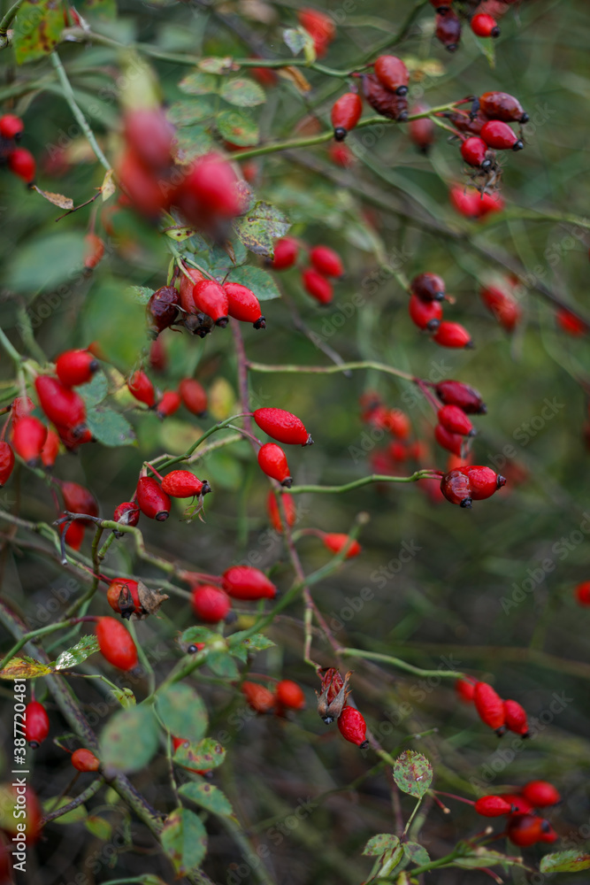 Close-up of red berries on branches of Crataegus and Briar at sunny autumn morning. Selective focus and shallow DOF.