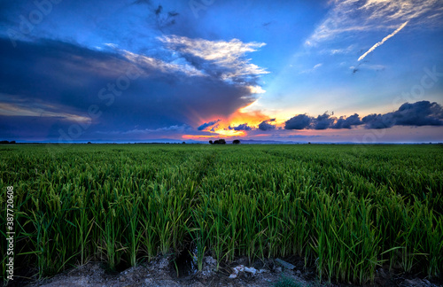 The rice fields of Valencia