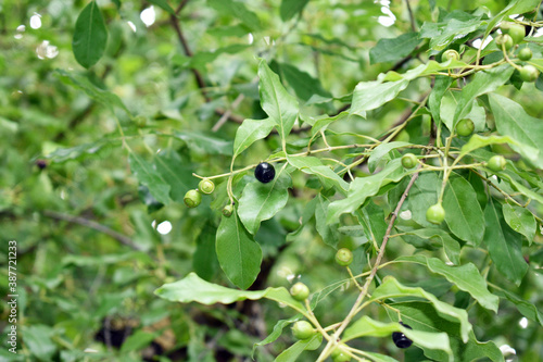 Image Showing Santalum Album Sandalwood fruits leaves small branches