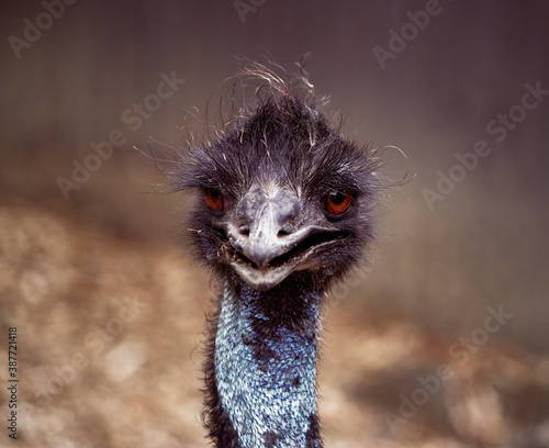 Ostrich having a bad hair day