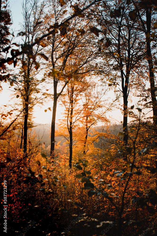 Mystic morning fog with sunrise sun in the autumn beech tree. Magic morning light on the mountains wood with colorful orange leaves. Harz National Park, Harz Mountains in Germany