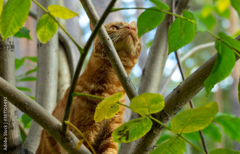 red cat climbs a tree in the garden