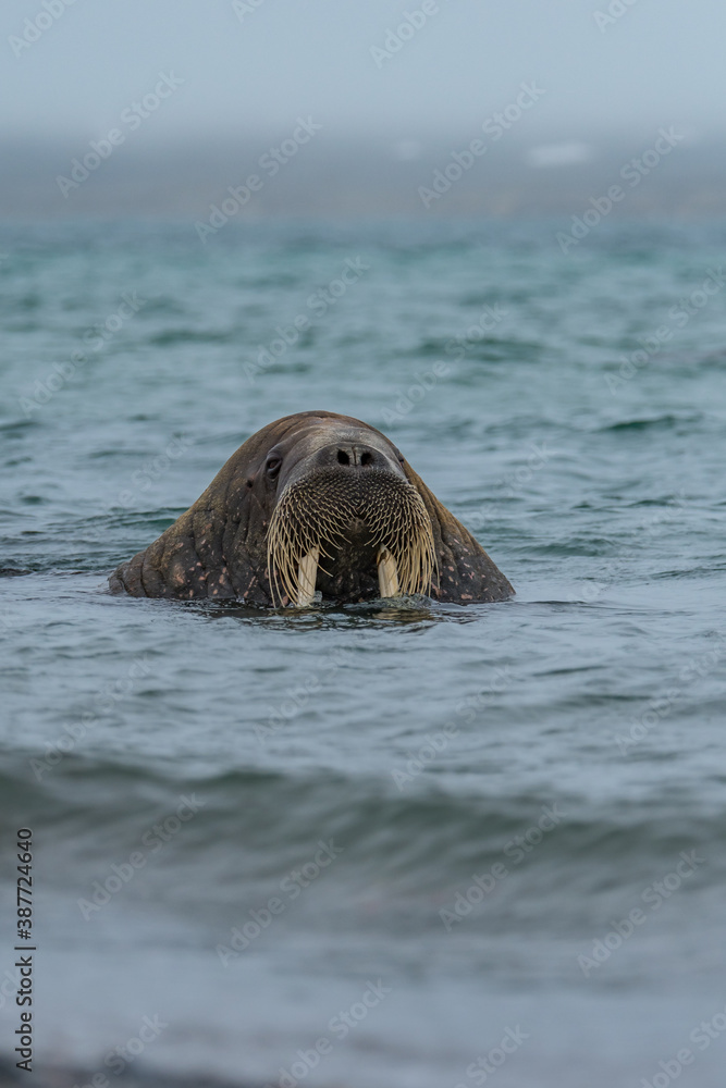 Fototapeta premium Walrus