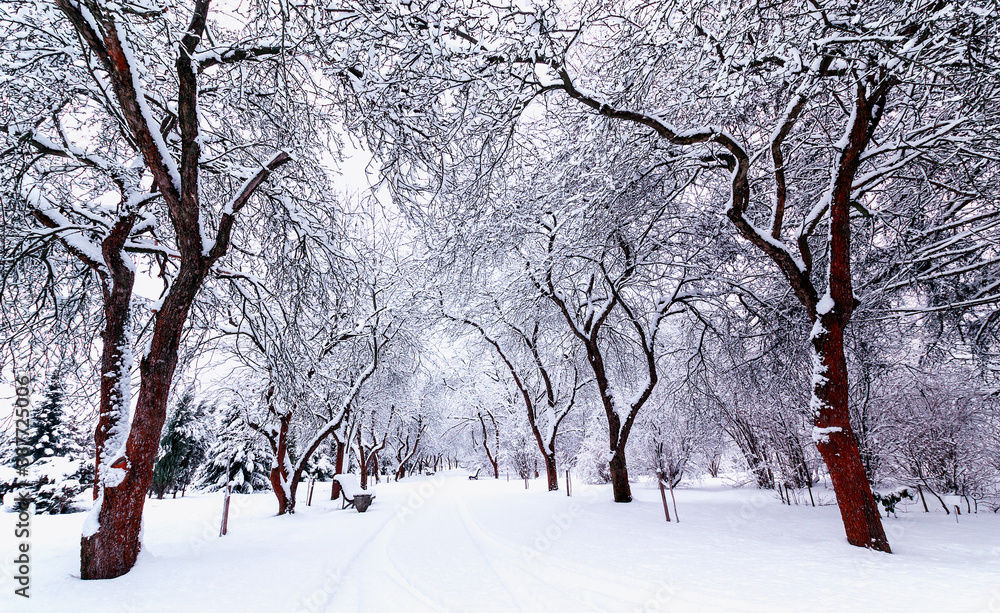 Snow covered garden. Cold winter day