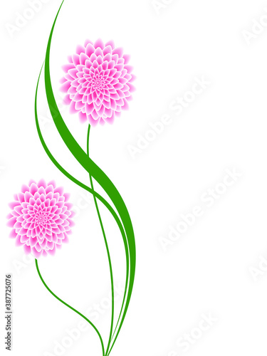 Floral background with pink dahlias.