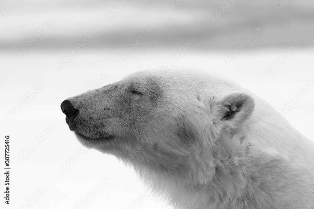 Fototapeta premium Polar bear
