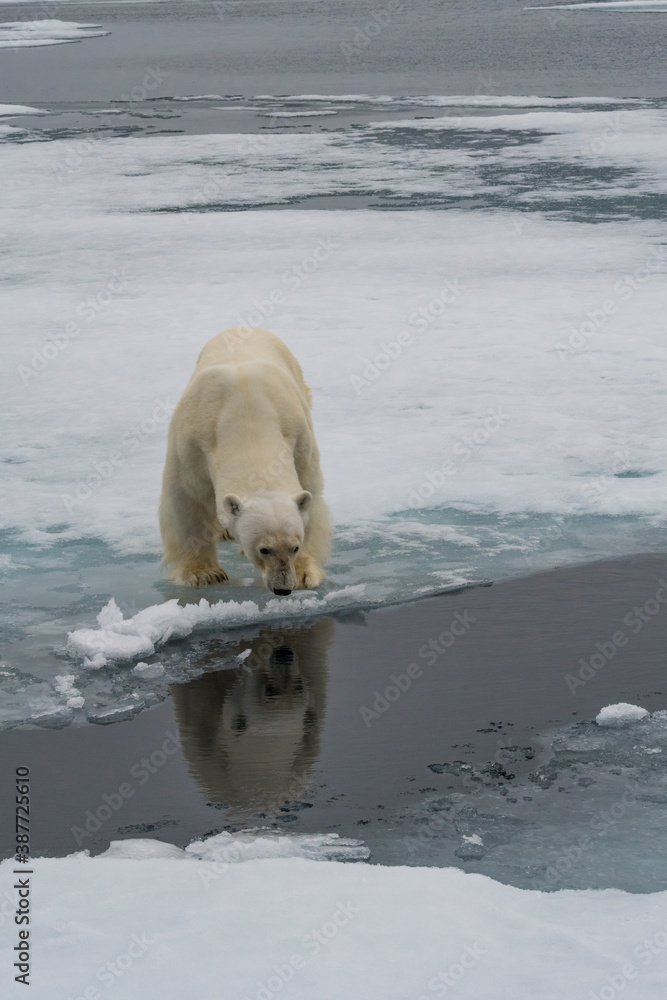 Fototapeta premium polar bear in the snow