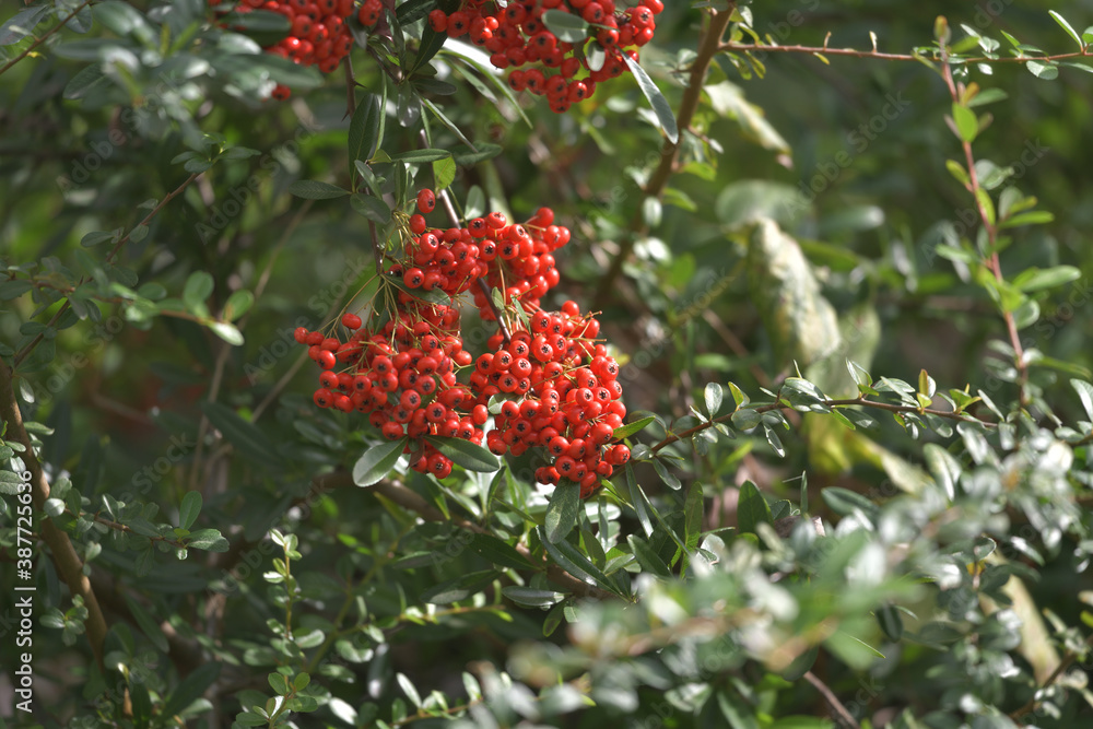 Red fruit tree, leaves and branches