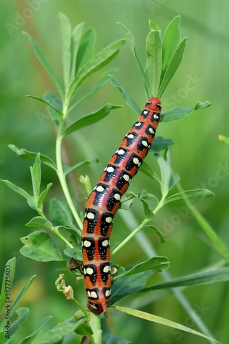caterpillar on leaf © fabiosa_93