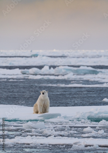 polar bear on the ice