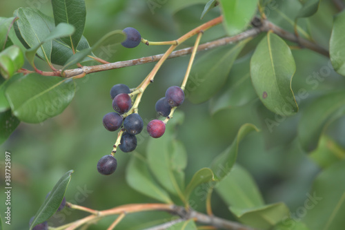 Fototapeta Naklejka Na Ścianę i Meble -  Blueberry leaves, branches and fruits