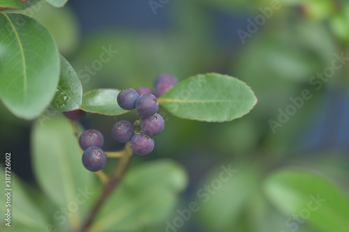 Blueberry leaves, branches and fruits