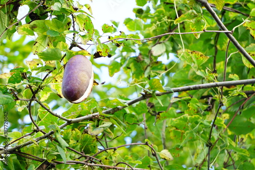 Wallpaper Mural 熟したアケビの実 Torontodigital.ca