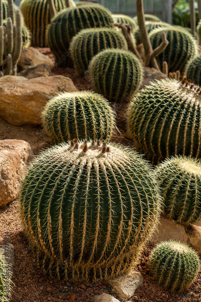 Close up shot of Cactus thorns Close up shot of Cactus thorns