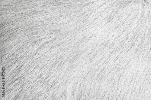 Dog fur gray texture abstract animal skin background