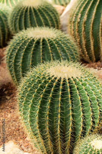 Close up shot of Cactus thorns