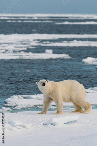 polar bear on ice