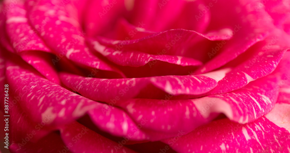 Soft floral pink background. Macro blur flower texture.