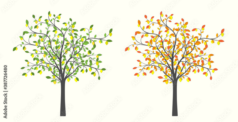 Lemon tree with lemons in two versions with green and red leaves Lemon tree with lemons in two versions with green and red leaves