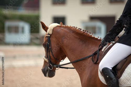 Portrait of brown sports horse with a bridle and rider hand in a black glove holding a leash. © Alexander