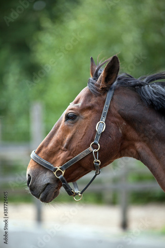 Portrait of a sporty bay red horse with a bridle.