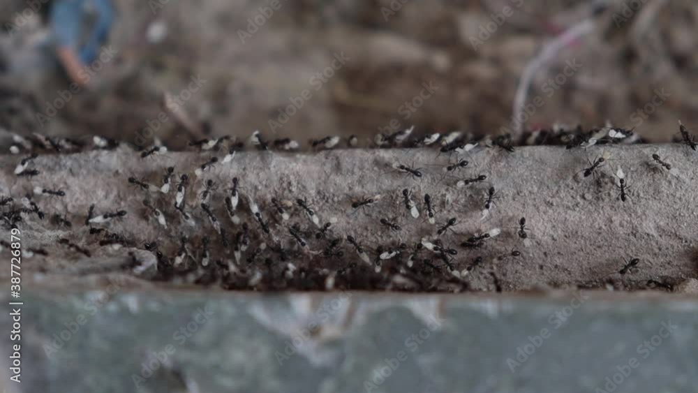Close-Up Of Ants Transfer Carrying Their Eggs from burrow Close-Up Of Ants Transfer Carrying Their Eggs from burrow