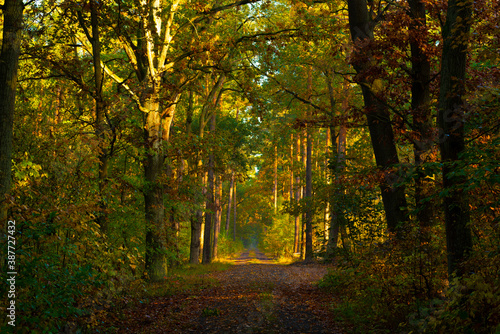 Forest trail in autumn in Germany near the town of Luckenwalde in the morning with sunlight © Venenum