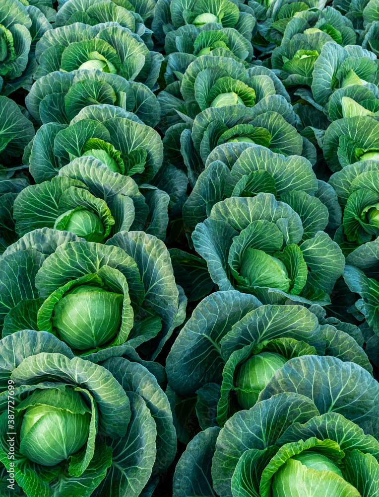 cabbage field green farm greenhouse background white cabbage field green farm greenhouse background white