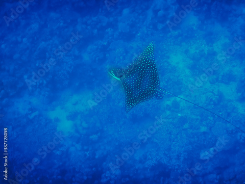 spotted eagle ray fish hovers in blue seawater