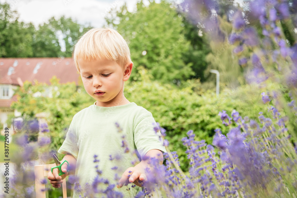 Cute little boy harvesting lavender with scissors Cute little boy harvesting lavender with scissors