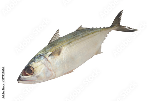 Short mackerel fish isolated on white background