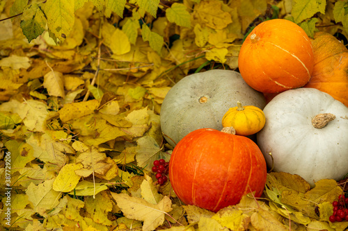 pumpkins of different sizes lying on yellow leaves in the garden