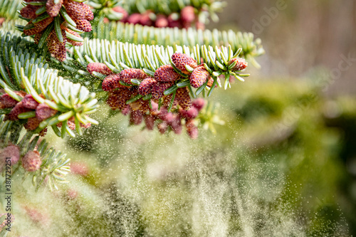 Spanish fir in bloom spreading pollen in the air photo
