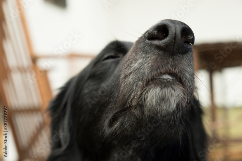 Hund schnüffelt photo