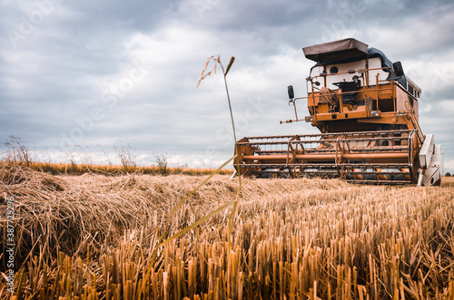 Rice harvesting in Vercelli, Piedmont