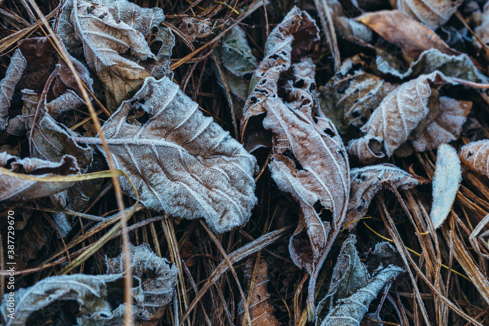 Frosty brown textured autumn leaves on the dry grass. Leaves, covered with hoarfrost crystals.