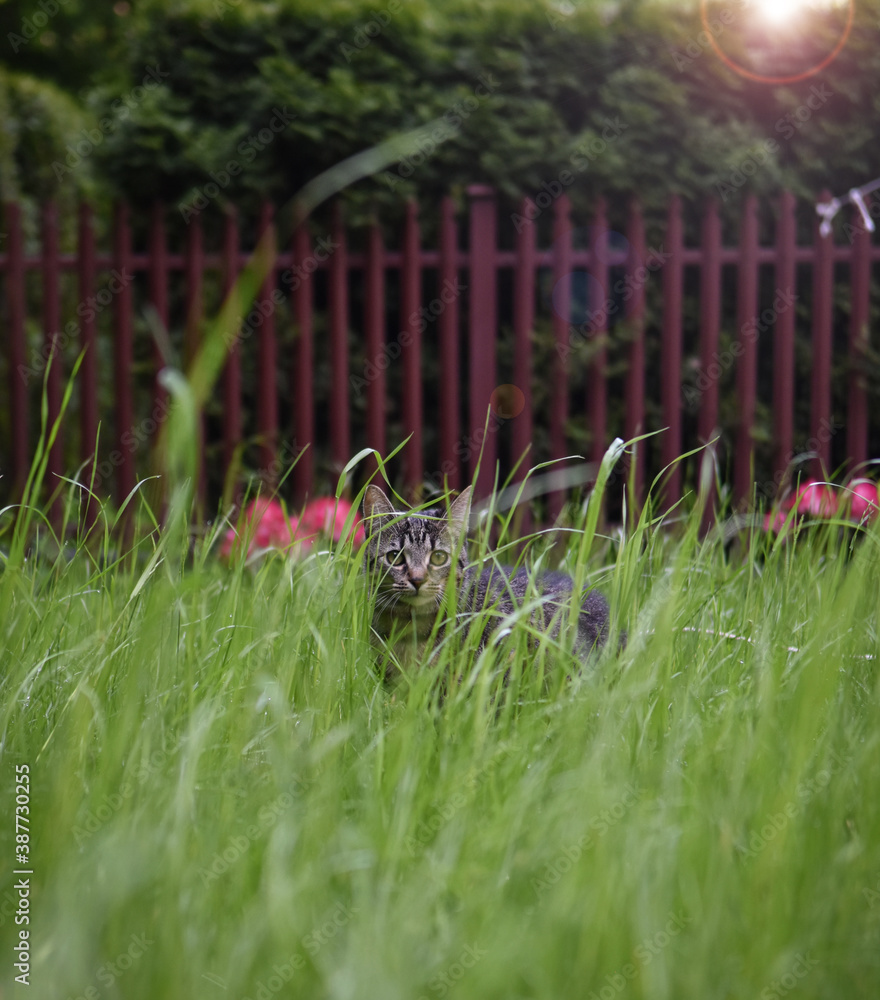 Obraz premium cute cat