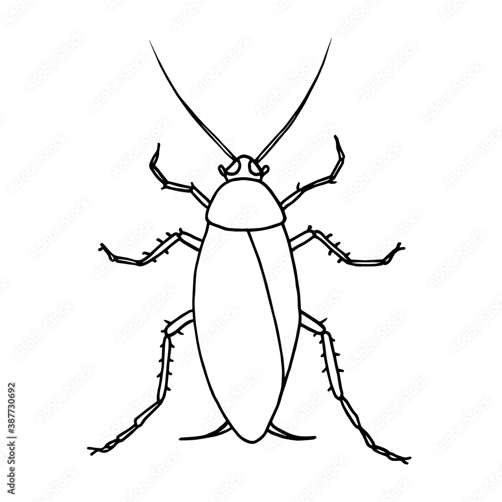 Cockroach pest, contour vector illustration of a cockroach, top view. Cockroach pest, contour vector illustration of a cockroach, top view.