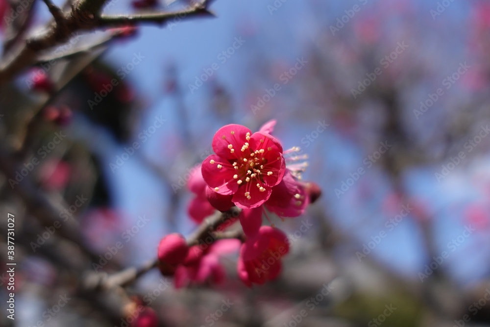 梅の花 梅の花