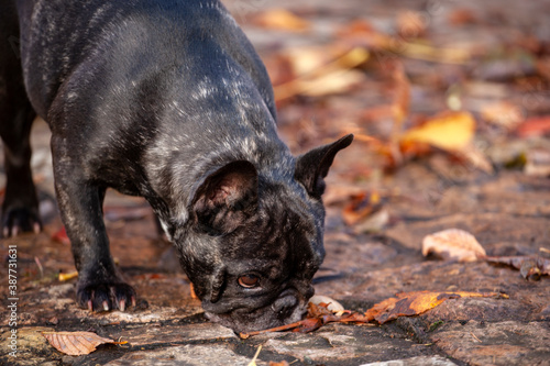 image of dog autumn leaf 