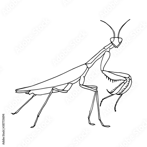 Insect mantis is a simple vector-based illustration.