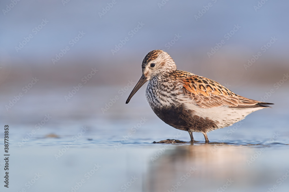 Dunlin in summer plumage during migration Dunlin in summer plumage during migration