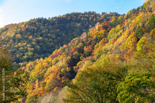 北海道の層雲峡の紅葉