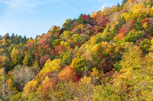 北海道の層雲峡の紅葉