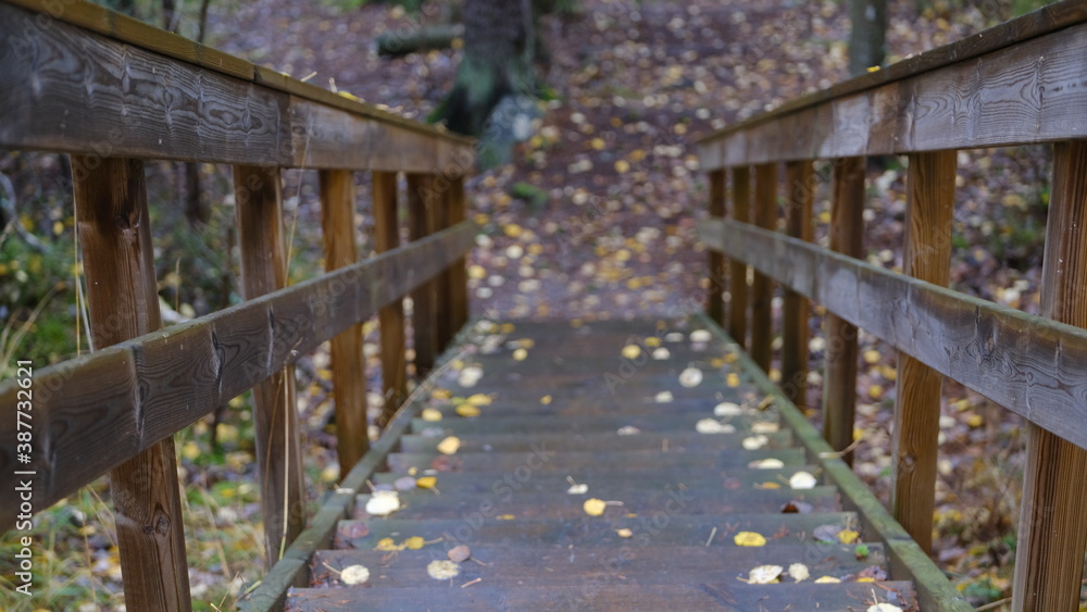 Wooden stairs in the forest