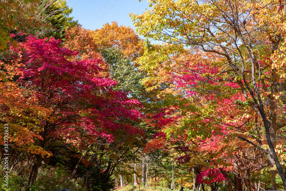 Naklejka premium 北海道の層雲峡の紅葉
